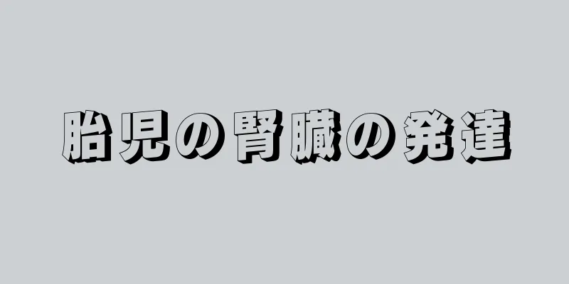 胎児の腎臓の発達
